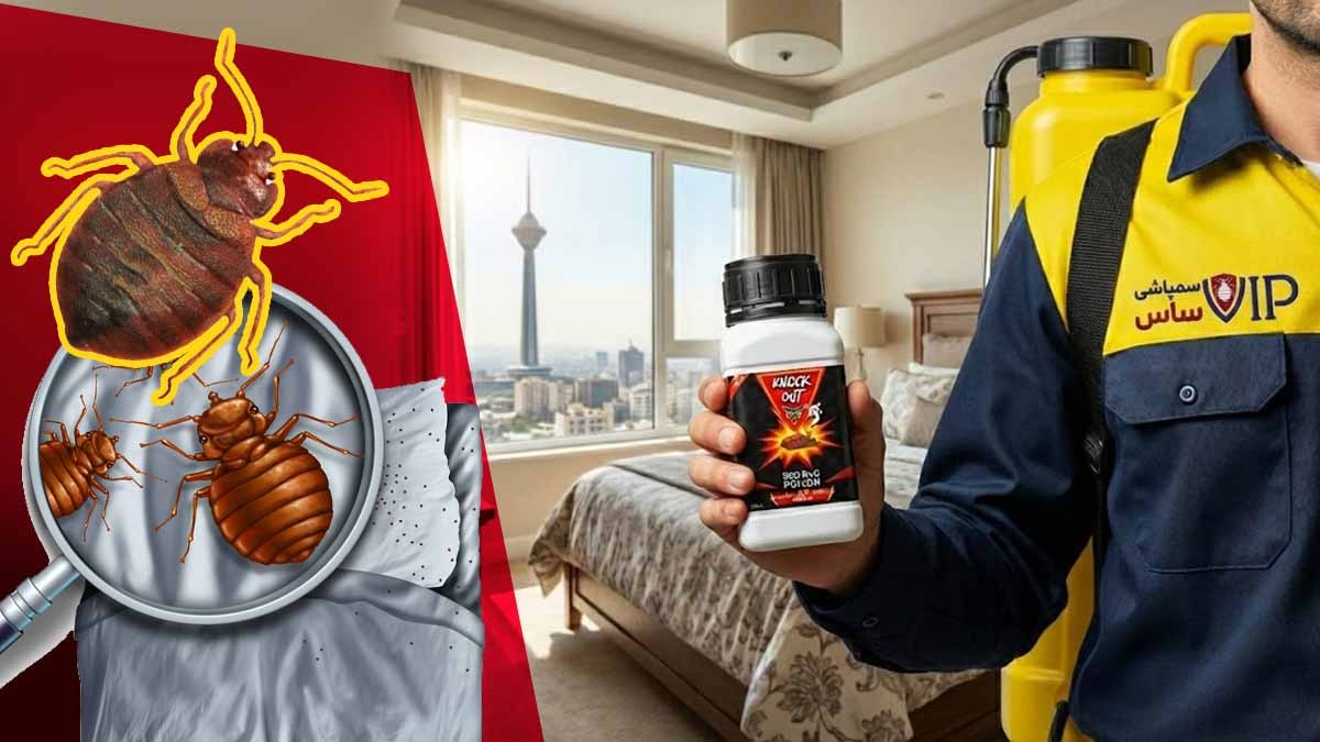 حشره ساس چیست؟ چگونه ساس را پیدا کنیم و بهترین روش درمان ساس