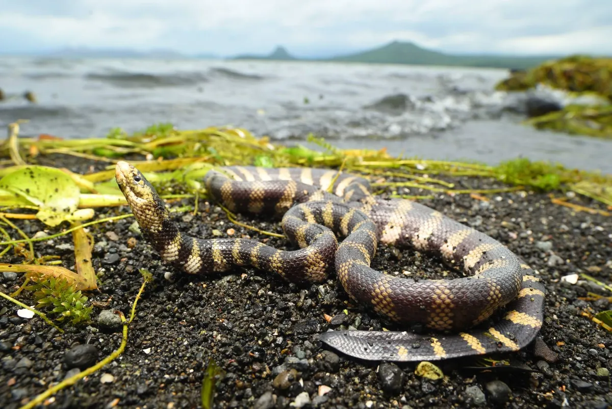 گونهای مار دریایی فقط در یک نقطه از زمین زندگی میکند و آن نقطه دریا نیست
