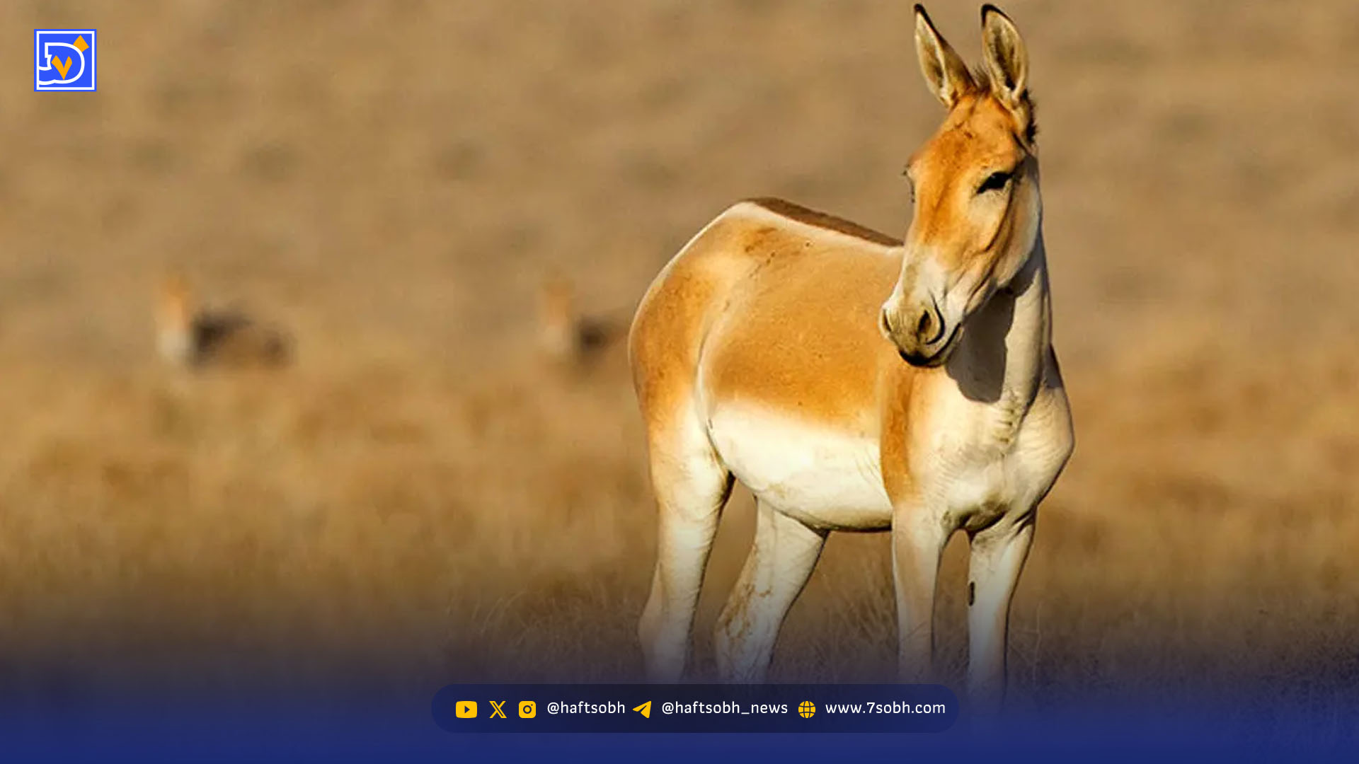 مستند احیای گور ایرانی | نمایش زحمات محیطبانان گمنام