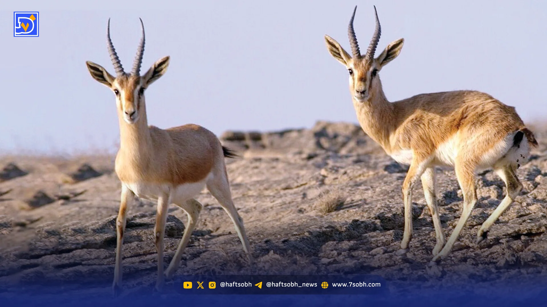 آهوان بی‌پناه خارگ | تأثیر انفجارها بر آرامش حیات‌وحش