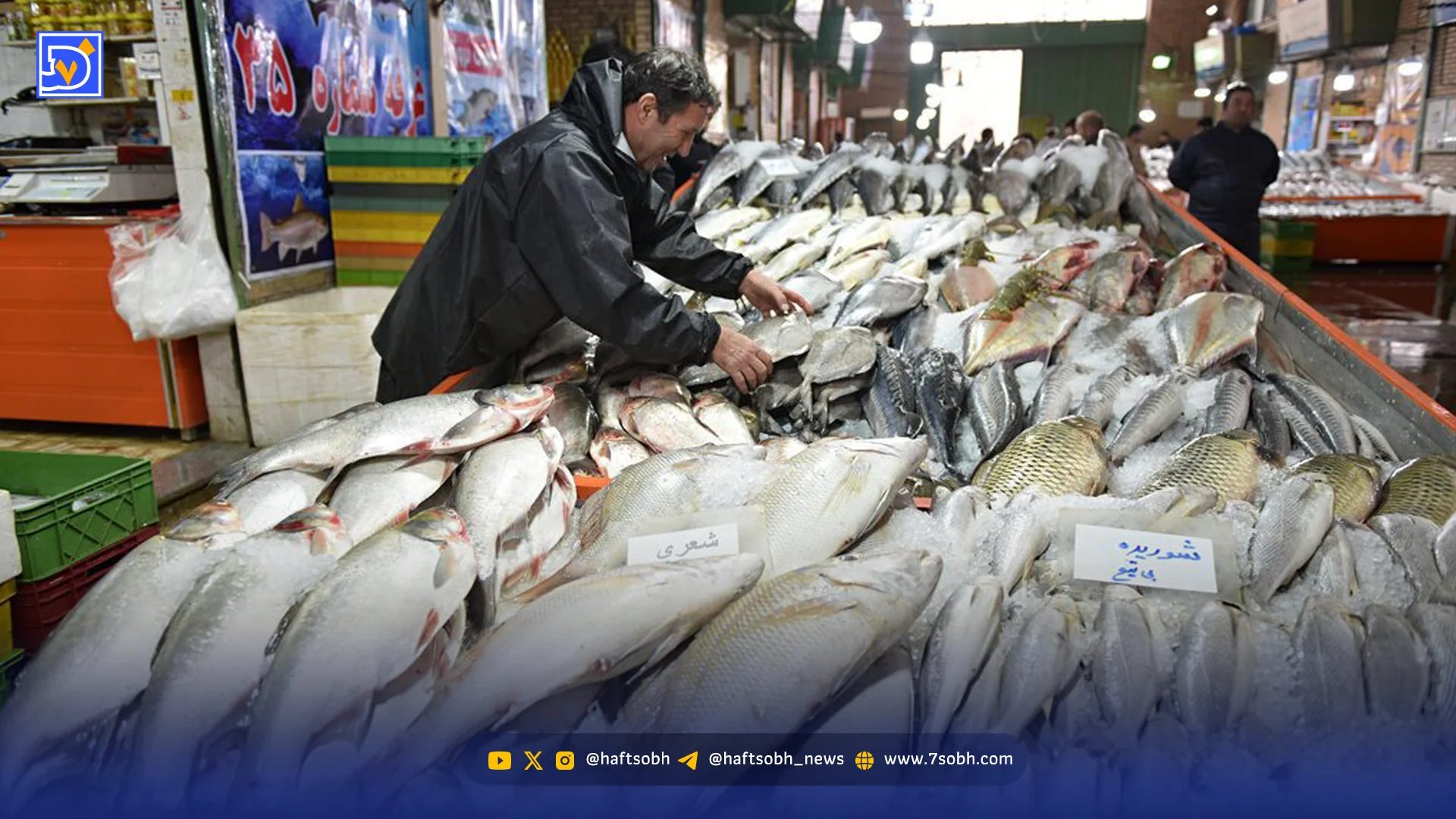ماهیخورها بخوانند؛ گزارشی جالب از بازار ماهیفروشان لامرد