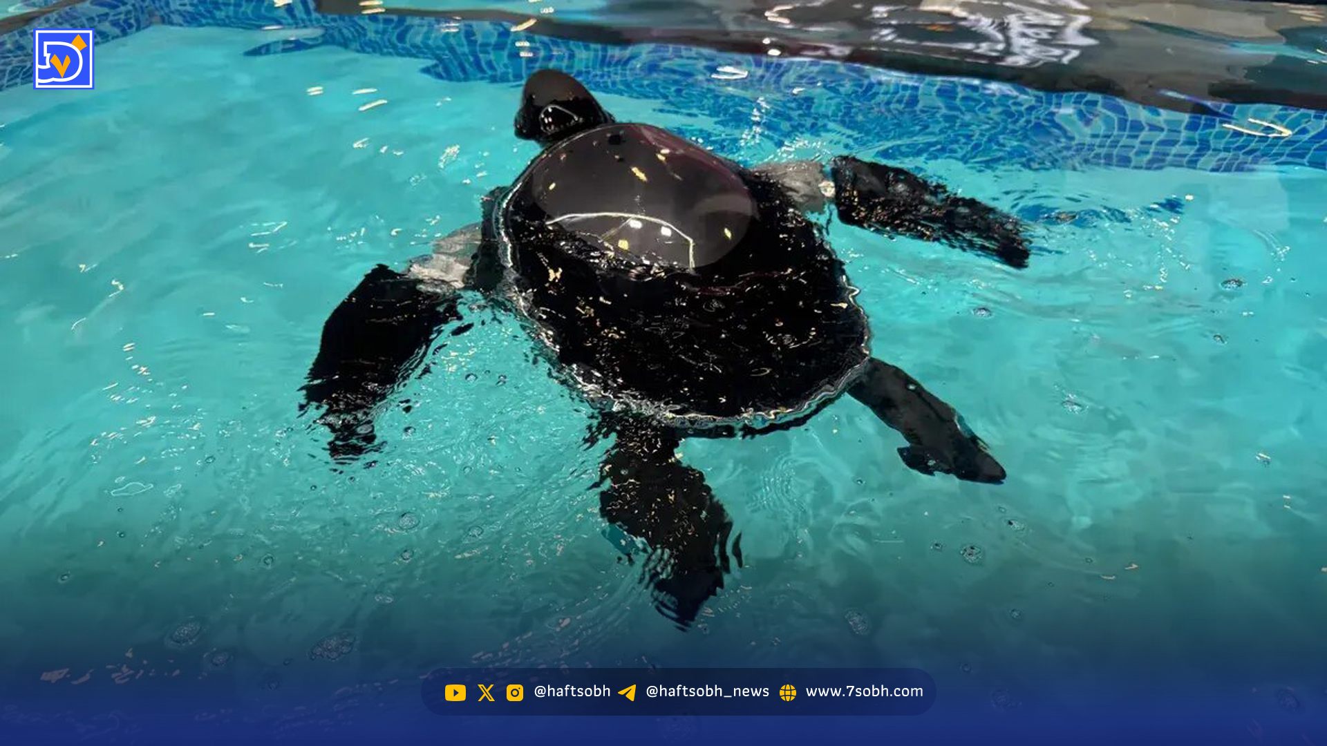 ناجی جدید محیط زیست؛ لاکپشت رباتیک