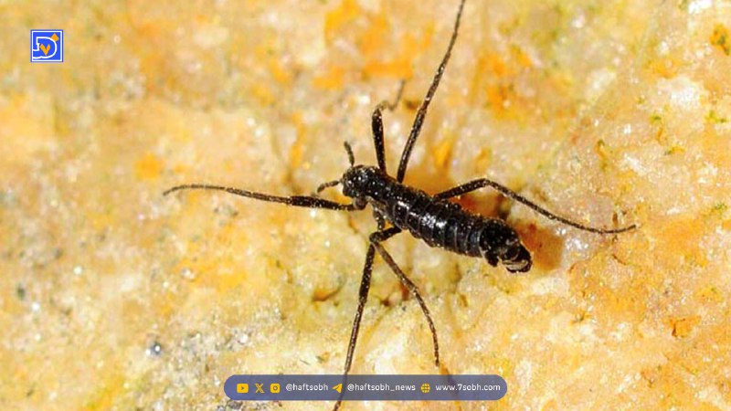 کشف حقیقتی خطرناک / تنها حشره قطب جنوب پلاستیک میخورد