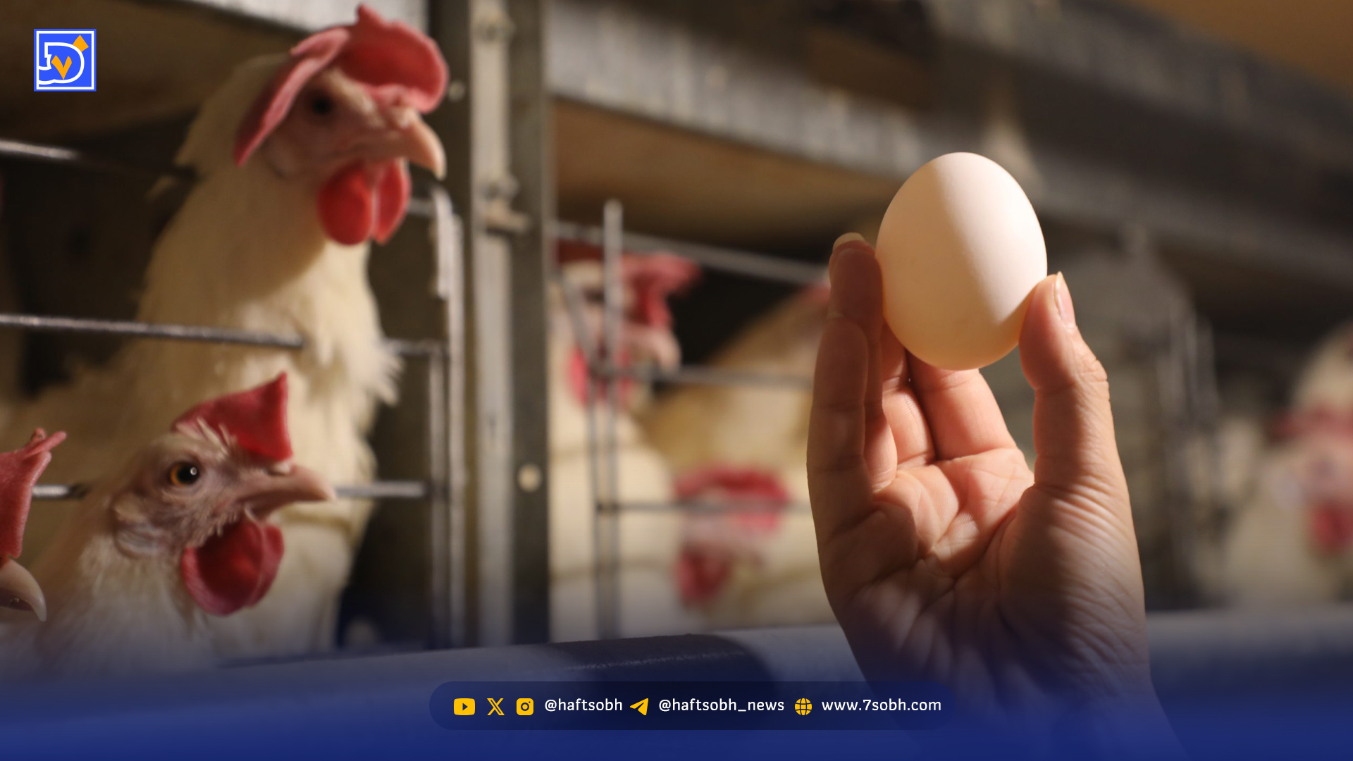 واقعیت تلخ مرغداری ‌امروز ‌ایران