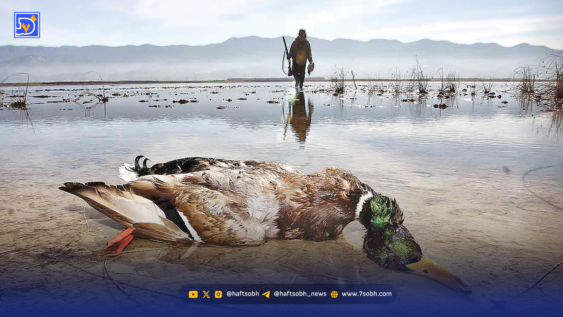 فصل جدال پرندگان با دام‌های هوایی