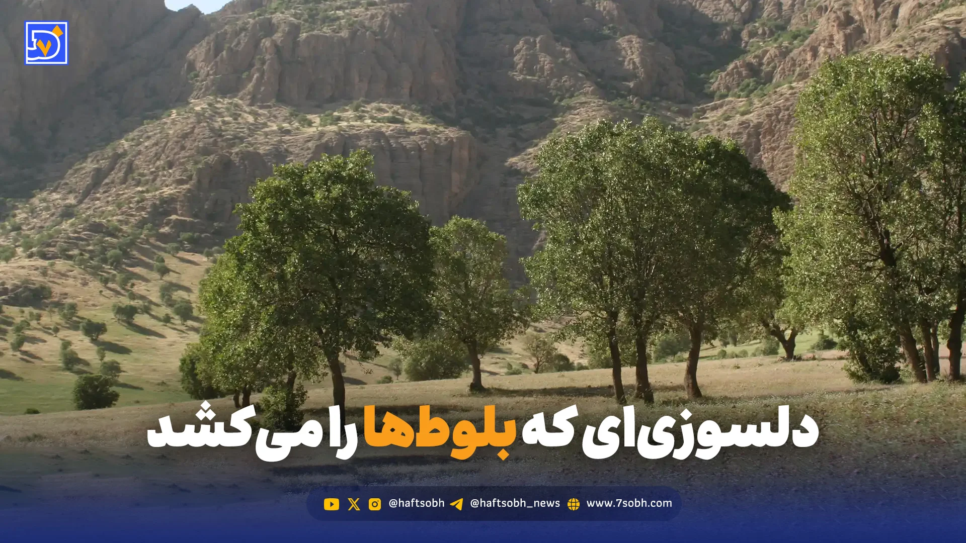 دلسوزی‌ای که بلوط‌ها را می‌کشد