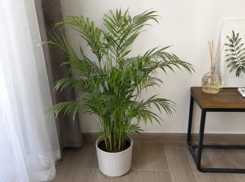 گیاه شامادورا یا Parlor Palm
