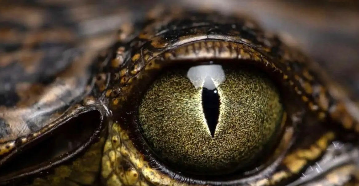 کشف ماری با چشمان عجیب در جنگل‌های گینه نو