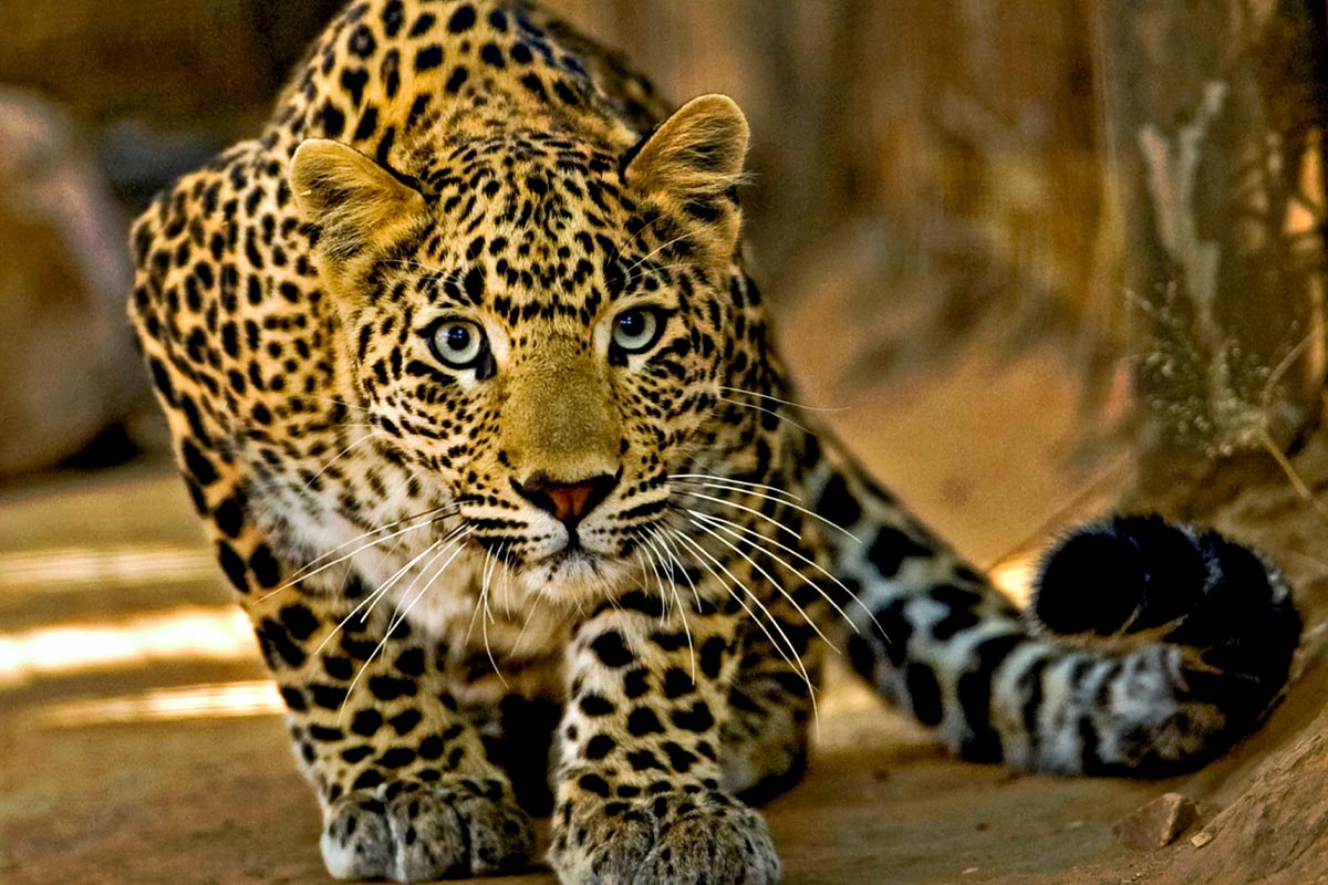 رهاسازی موفق پلنگ شهمیرزاد در زیستگاه طبیعی