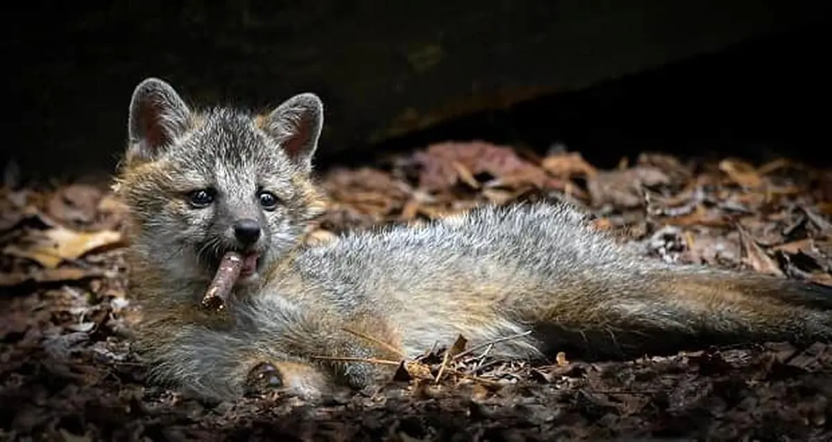 لمس نوزادان حیات وحش ممنوع است و پیگرد قانونی دارد