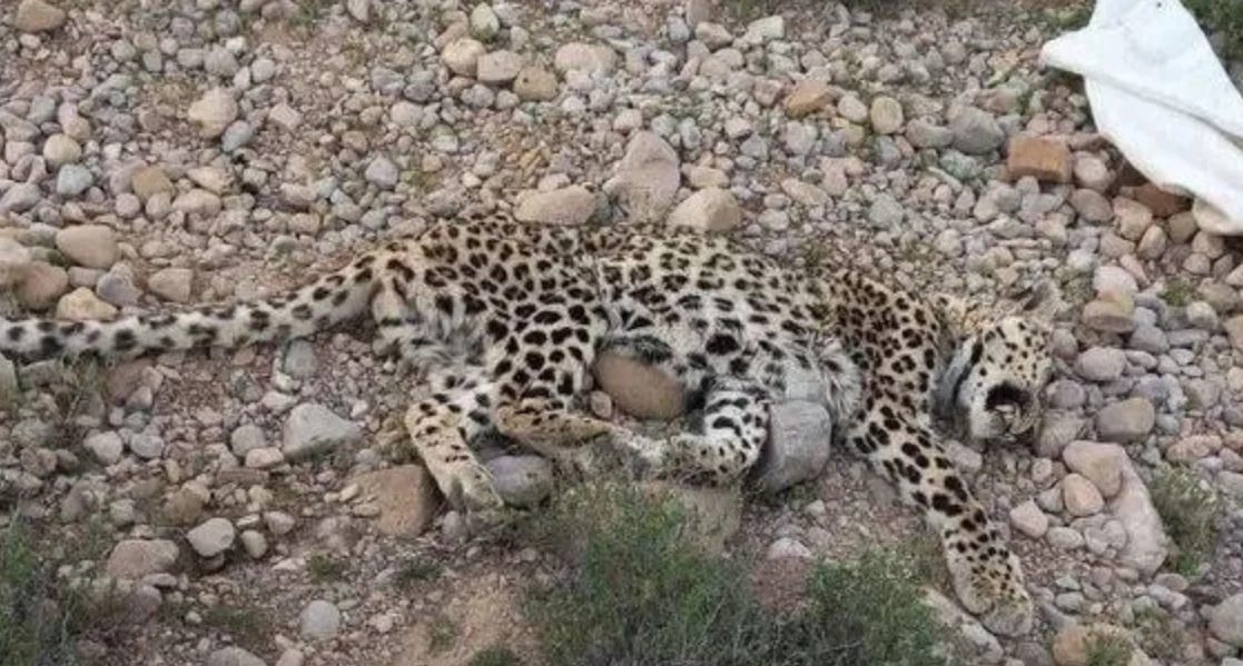 پیدا شدن لاشه یک قلاده پلنگ ایرانی در مناطق آزاد