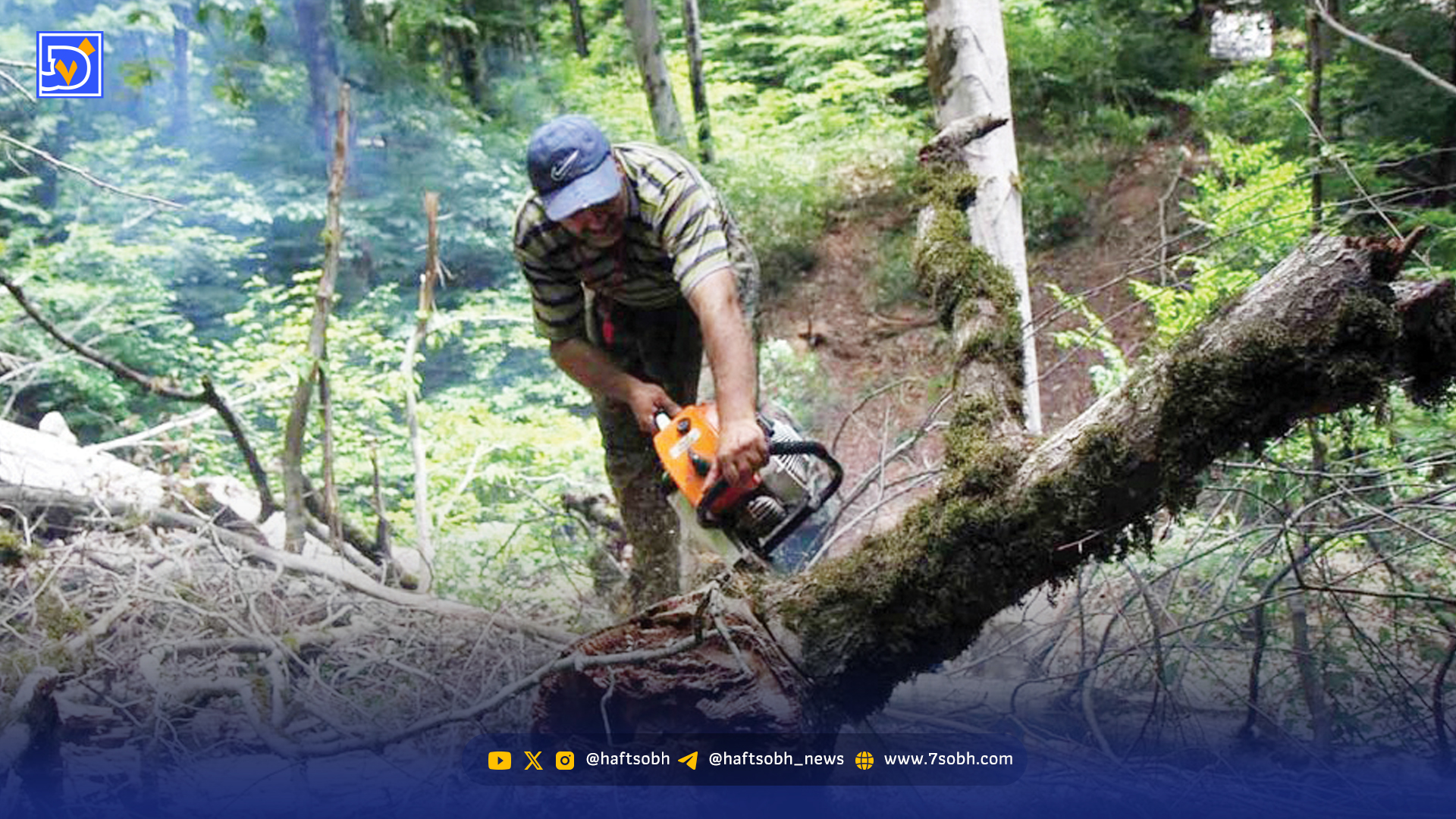 فراموشی عملیات حیاتی در جنگل‌های شمال