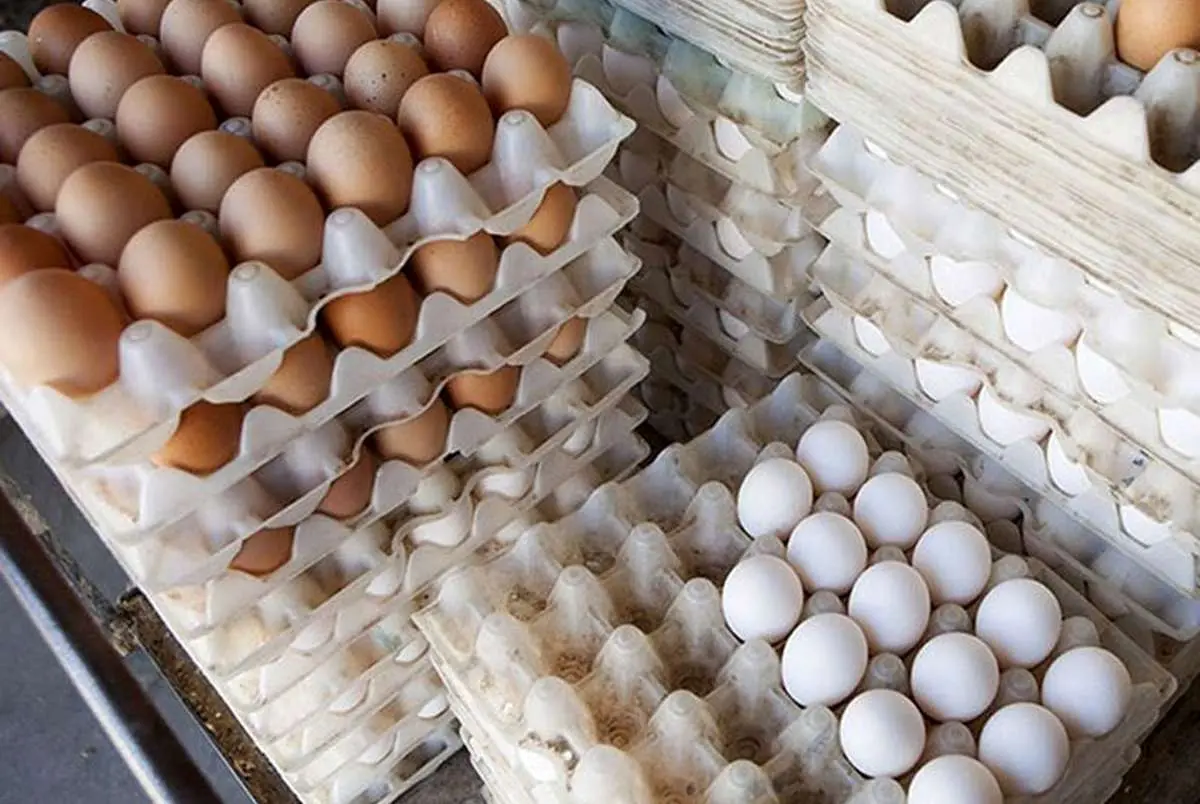 اعلام قیمت جدید تخم‌مرغ/ هر عدد ۱۴ تا ۱۵هزار تومان