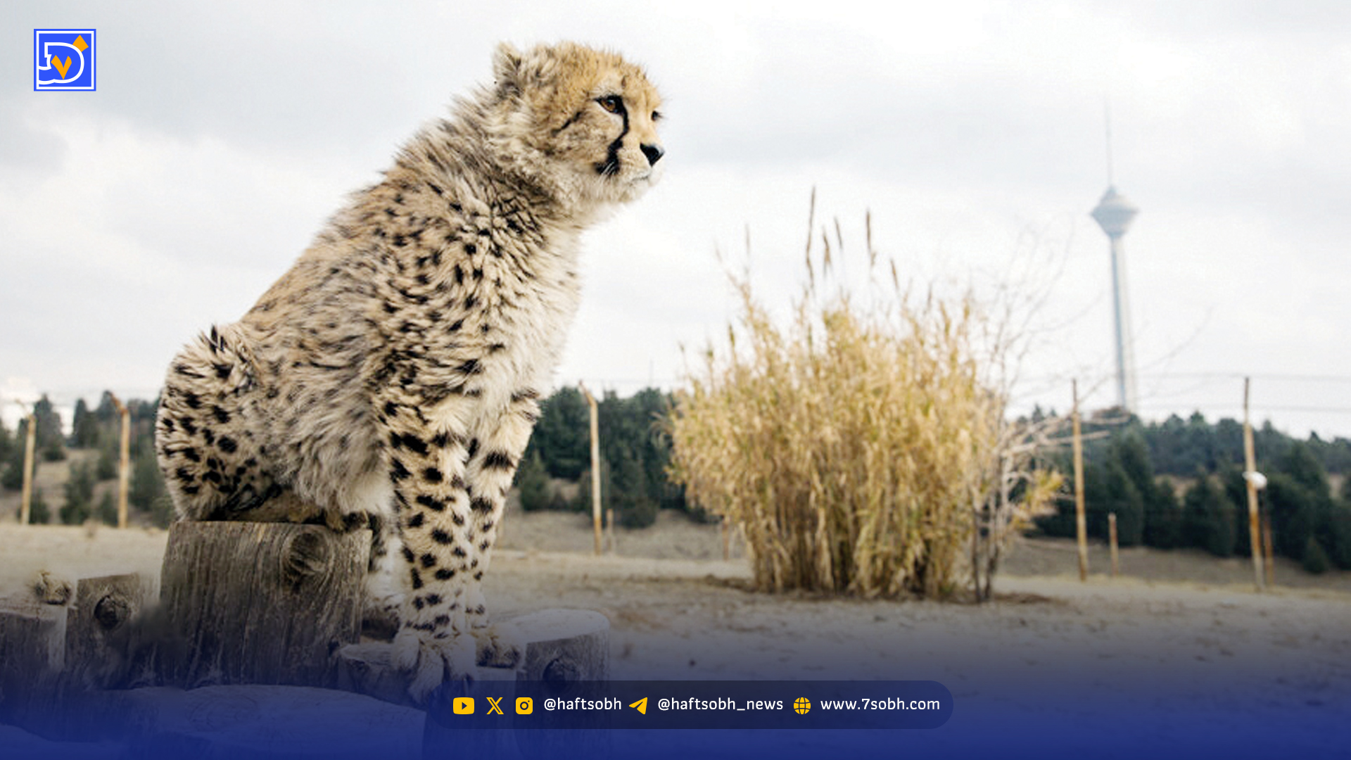 جولان دزدان در پناهگاه حیاتوحش آسیب دیده