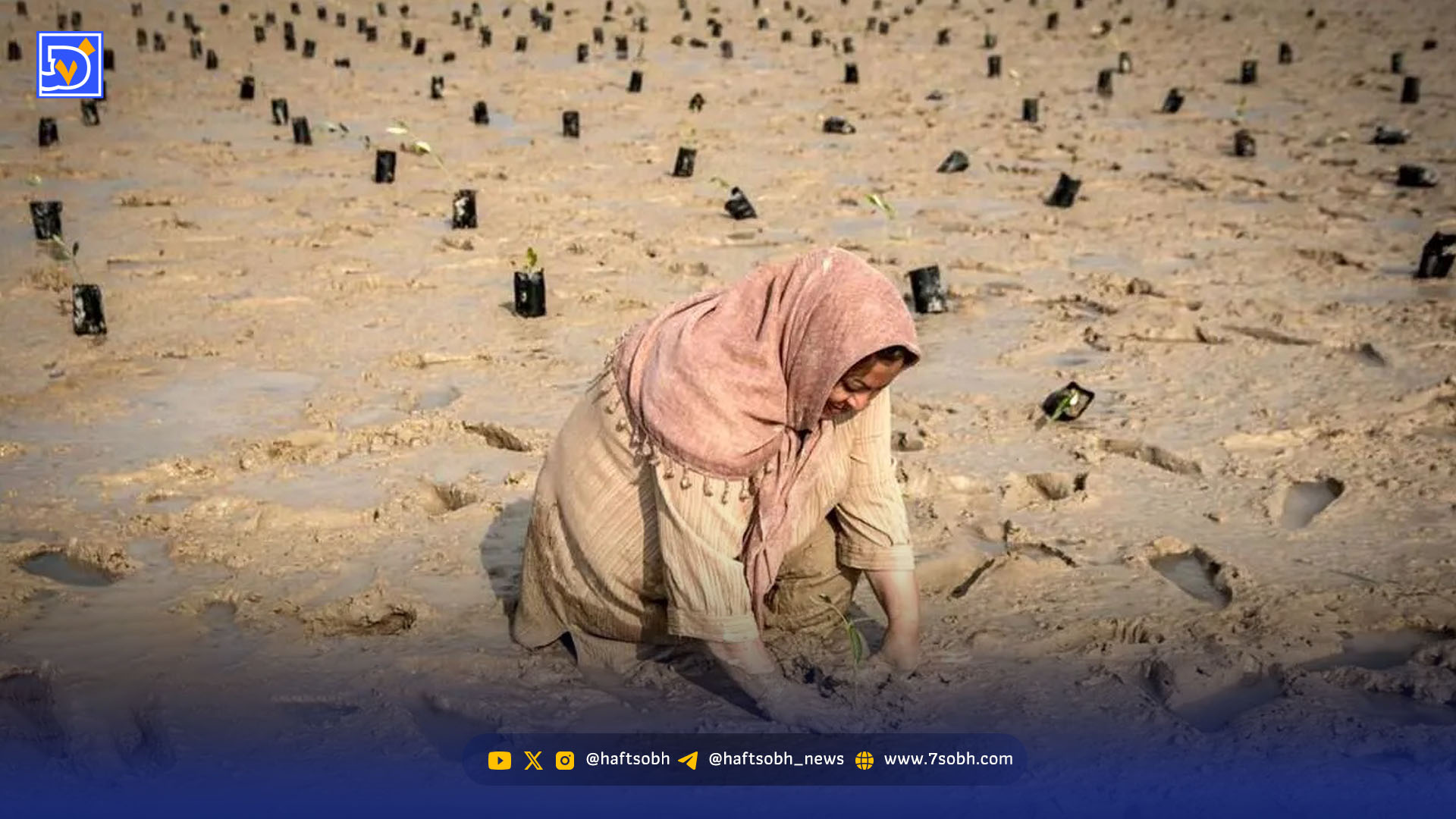 مانگروهای جنوب؛ نبض سبز در خطر