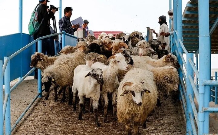 قیمت جدید دام زنده امروز ۱۸ بهمن ۱۴۰۴ + جدول