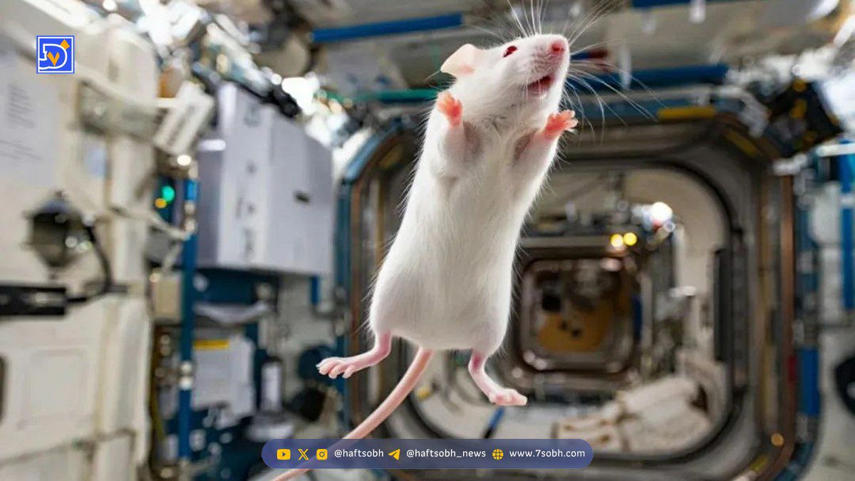 موش فضانورد چین به سلامت به خانه بازگشت و تشکیل خانواده داد