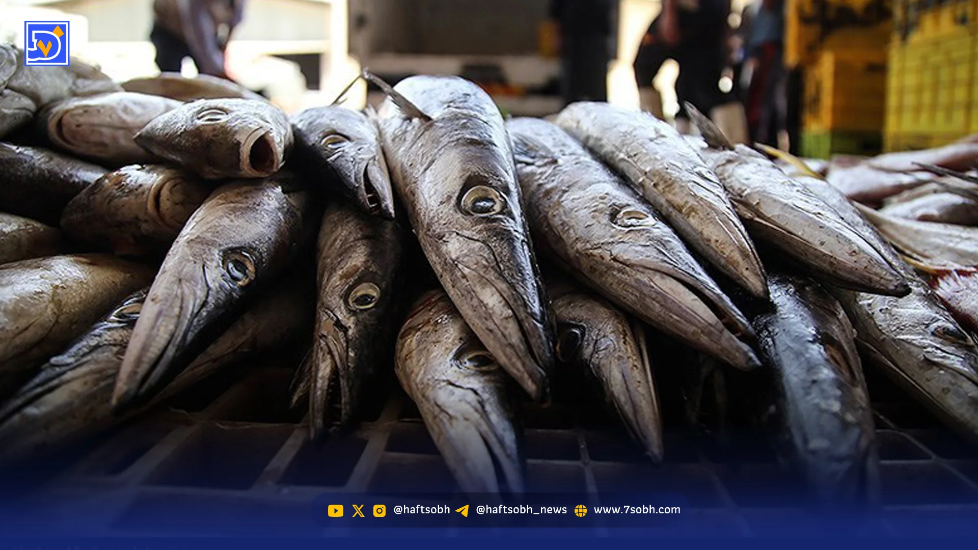 بازار ماهی اوج گرفت | سه ضلع گرانی در بازار ماهی