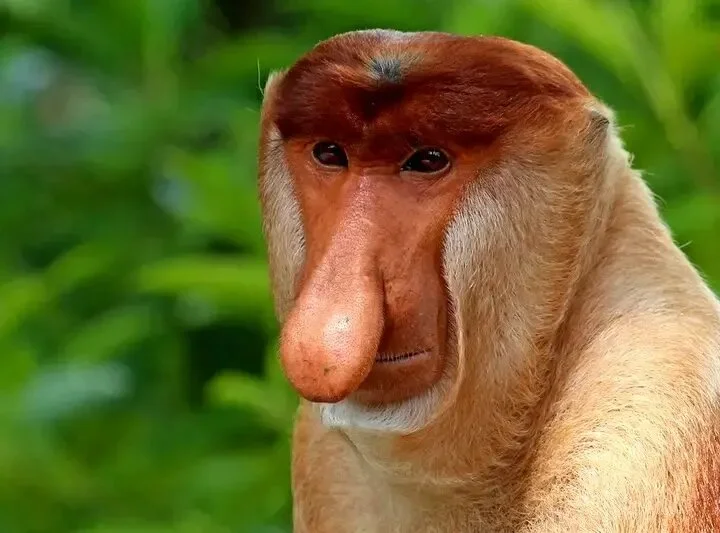 تصاویری از بدقیافهترین حیوانات جهان | عکس