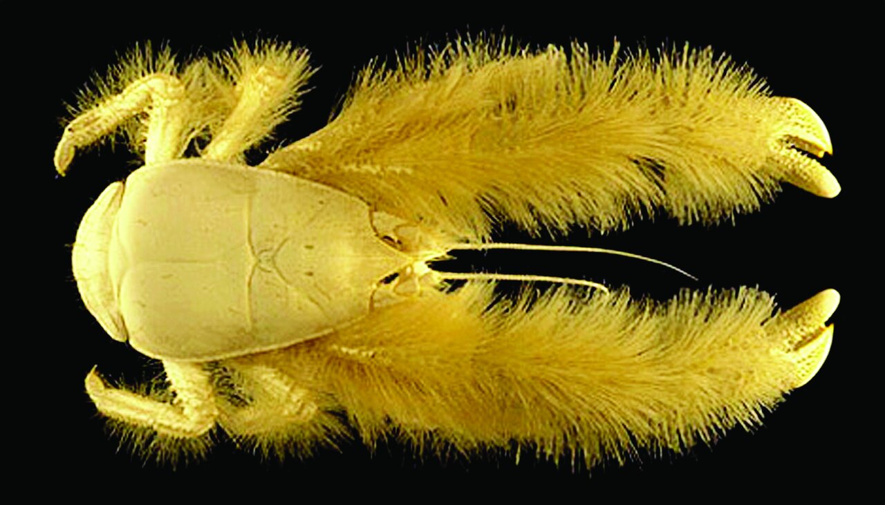 خرچنگ پشمالوی کمترشناختهشدهای که غذایش را روی بدن خودش پرورش میدهد