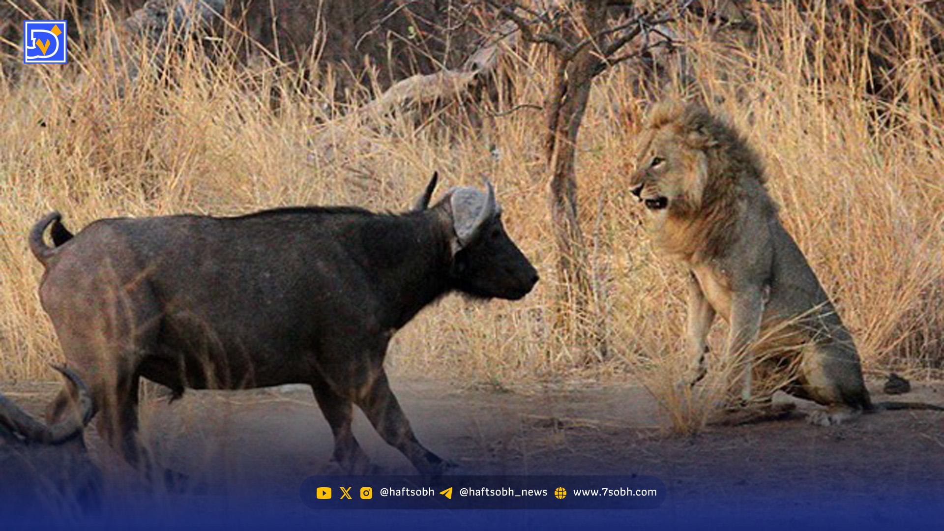 وقتی بوفالوها شیر نر تنها را از مرگ نجات میدهند!