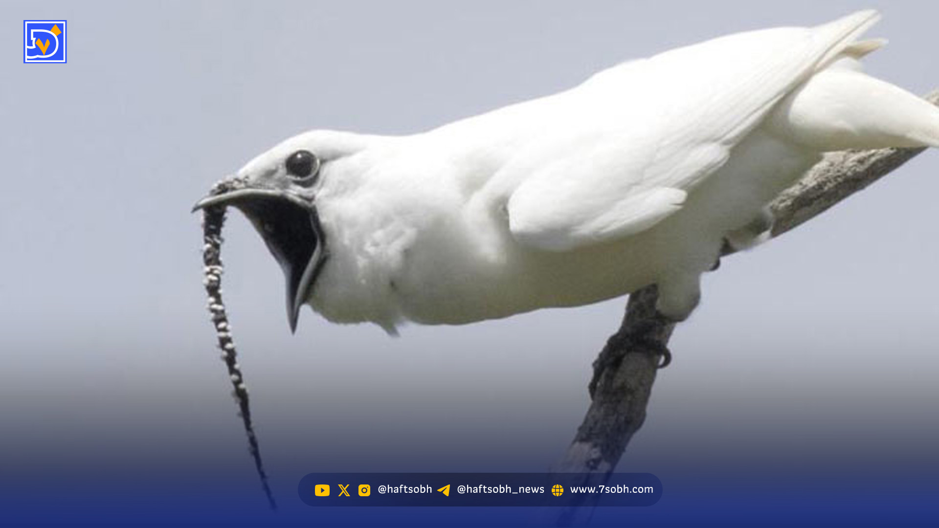 ببینید؛ پرنده ای که مانند اره برقی صدا تولید می کند